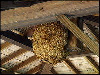 Nest close-up