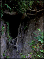 Burial cave and tree roots