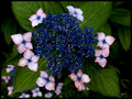 blue and pink hydrangea