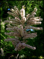 Tree flower detail