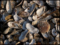 Ariake shells