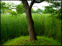 Tree and reeds