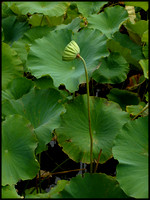 Lotus plants