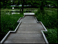Duckboards through the lily pond