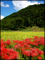 Spider lilies alongside rice field