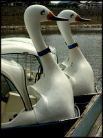 Swan pedalos on the river