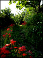 Spider lily pathway