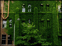 Ivy covered walls