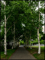 Row of birches