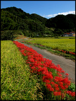Spider lilies, rice and road