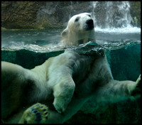 Polar Bear swimming