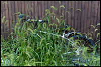Overgrown bicycle