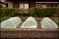 Vegetable tents