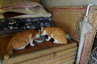 Cats eating