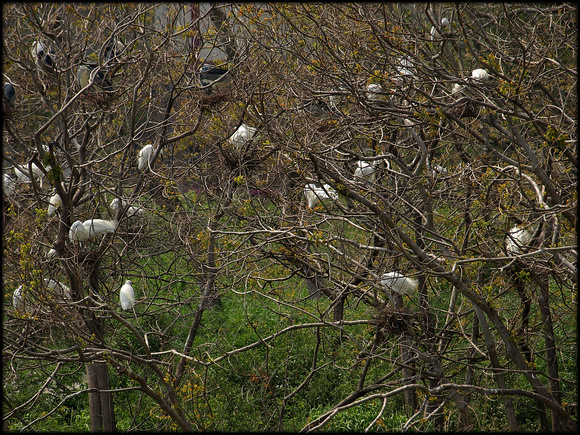 white birds