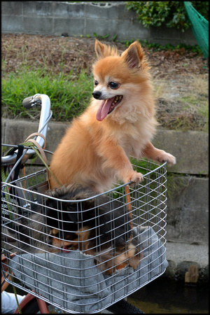 Dogs in basket (col)
