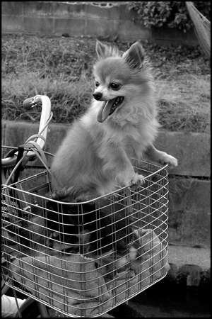 Dogs in basket BW