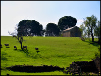 Sheep on hillside