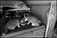 Cats eating bw