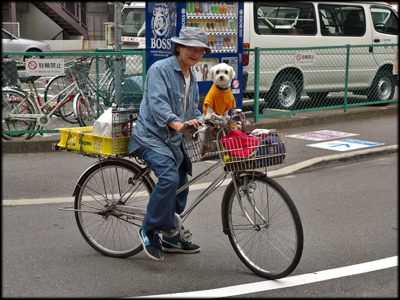 Dog on bike