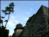 Small turret, wall and pine
