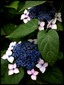 blue and pink hydrangeas