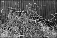 Overgrown  bicycle BW