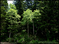 Three young birches