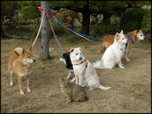 Cat and dogs