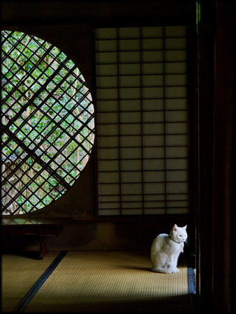 Temple cat