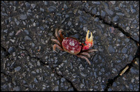 Crab on the road
