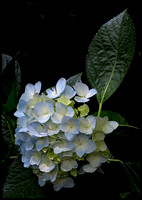 Blue and white hydrangea