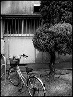 Bicycle and tree