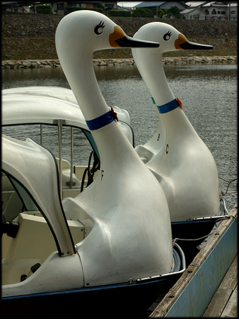 Swan pedalos on the river