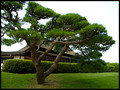 Korakuen landscape garden, Okayama