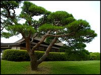 Pine and residence