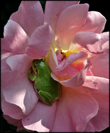Pink rose and frog.